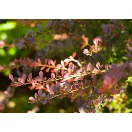 Pflanzen Für Dich Berberis Thunbergii Atropurpurea Blutberberitze Purpurrot 15–20 cm