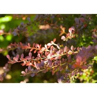 Pflanzen Für Dich Berberis Thunbergii Atropurpurea Blutberberitze Purpurrot 15–20 cm