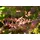 Pflanzen Für Dich Berberis Thunbergii Atropurpurea Blutberberitze Purpurrot 15–20 cm