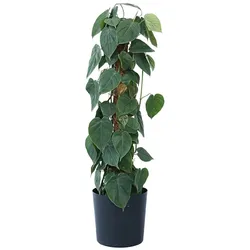 Plant in a Box Efeutute - Philodendron scandens Höhe 150-160cm