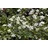 Pflanzen Für Dich Potentilla tridentata Nuuk Fingerkraut ca. 9x9 cm Topf