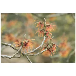 Hamamelis intermedia 'Jelena', Zaubernuss, kupferorange, 40–60 cm