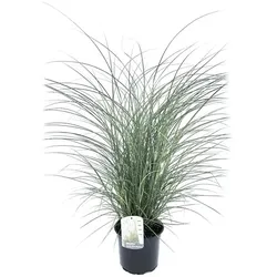 Plant in a Box - Chinaschilf Zebrinus - Miscanthus 'Kleine Silberspinne - Höhe 20-30cm - Topf 23cm