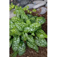 Pflanzen Für Dich Pulmonaria saccharata 'Reginald Kaye' Lungenkraut, ca.