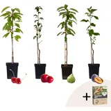 Plant in a Box - Obstbäume - 4 Stk - Malus, Pryus, Prunus - Höhe 60-70cm - Topf 9cm