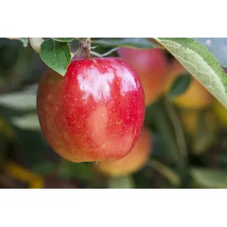 Pflanzen Für Dich Malus 'Braeburn', Apfelbaum, 150–200 cm