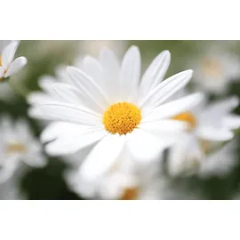 Canon RF 24mm f/1,8 Macro IS STM