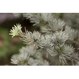 Pflanzen Für Dich Cedrus atlantica 'Glauca', Atlas-Zeder, blau-grün, 60–80 cm