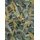 Erismann Vliestapete Floral 10,05 x 0,64 m 10446-19