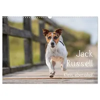 Calvendo Jack Russell - Klein, aber oho! (Wandkalender 2026