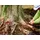 Silky Japansäge Gomtaro Wurzel 240mm, doppelt gehärtetes Blatt, grob