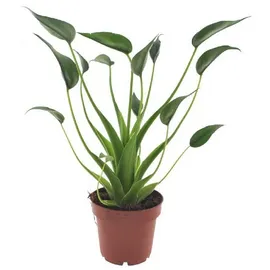 meinvipshop Alocasia Tiny Dancers 30 cm Zimmerpflanze | Gr.: onesize