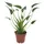meinvipshop Alocasia Tiny Dancers 30 cm Zimmerpflanze | Gr.: onesize