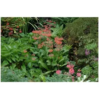 Pflanzen Für Dich Primula x bullesiana, Etagen-Primel, ca. 9x9