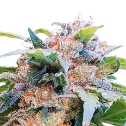 CBDream | Feminisierte CBD Samen von Paradise Seeds | 3 Hanfsamen
