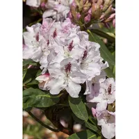 Pflanzen Für Dich Rhododendron Hybr. 'Gudrun', Rhododendron, 30–40 cm,
