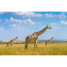 Papermoon Fototapete »Photo-Art HUSAIN ALFRAID, Trio-Giraffen bunt