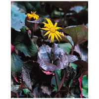 Pflanzen Für Dich Ligularia dentata, dunkellaubig, ca. 9x9 cm