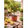 Blumen-Senf Yuzu Pflanze Citrus x junos) 70-100 cm winterhart bis -12°C veredelt frostharte japanische Zitrone Zitruspflanze Garten Balkon