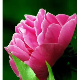 YODEYMA Linet Eau de Parfum 50 ml