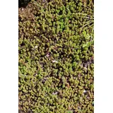 PlantaPro Sedum sexangulare 9x9 cm Topf – Winterhart, Mehrjährig, Pflegeleicht – Mauerpfeffer – Bodendecker für Steingarten & Dachbegrünung