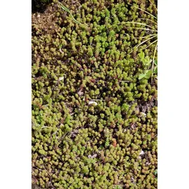 PlantaPro Sedum sexangulare 9x9 cm Topf – Winterhart, Mehrjährig, Pflegeleicht – Mauerpfeffer – Bodendecker für Steingarten & Dachbegrünung
