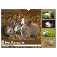 Calvendo Rex - Kaninchen (Wandkalender 2026 DIN A3 quer),