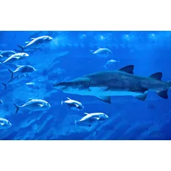Fototapete PAPERMOON "Hai mit Fischen", bunt, B:3,50m L:2,60m, Vlies, Tapeten