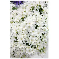 Pflanzen Für Dich Campanula cochleariifolia 'White Baby', Glockenblume, weiß,