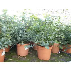 2x XXL Eucalyptus Gunni Gunnii Busch Eukalyptusbaum 40 - 60 cm, Pflanze winterhart