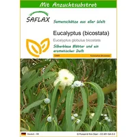 SAFLAX - Eucalyptus (bicostata) - 100 Samen - Mit