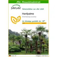 SAFLAX - Hanfpalme - 10 Samen - Mit keimfreiem Anzuchtsubstrat - Chamaerops excelsa