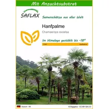 SAFLAX - Hanfpalme - 10 Samen - Mit keimfreiem Anzuchtsubstrat - Chamaerops excelsa