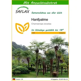 SAFLAX - Hanfpalme - 10 Samen - Mit keimfreiem Anzuchtsubstrat - Chamaerops excelsa