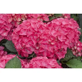 PlantaPro Hydrangea macrophylla 'Red Angel' 40-60 cm - Hortensie, rote Blüten, Blütezeit Juni-September, ideal für Kübel und Rabatten, pflegeleicht und winterhart