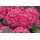 PlantaPro Hydrangea macrophylla 'Red Angel' 40-60 cm - Hortensie, rote Blüten, Blütezeit Juni-September, ideal für Kübel und Rabatten, pflegeleicht und winterhart