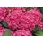 PlantaPro Hydrangea macrophylla 'Red Angel' 40-60 cm - Hortensie, rote Blüten, Blütezeit Juni-September, ideal für Kübel und Rabatten, pflegeleicht und winterhart