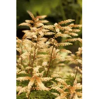 Pflanzen Für Dich Aruncus aethusifolius, Zwerg-Geißbart, kompakt, ca. 9x9