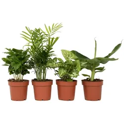 Plant in a Box Coffea, Chamadorea, Musa, Syngonium - Budget-Pflanzenmischung 4er Set Höhe 25-40cm