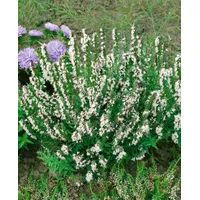 Pflanzen Für Dich Hyssopus officinalis 'Alba', Weißer Ysop, ca.