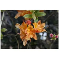 Pflanzen Für Dich Rhododendron austrinum, gelb-orange, 60–70 cm