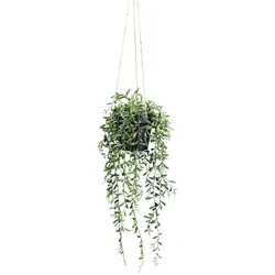 Kunstpflanze Senecio Herreianus II in Grün