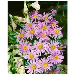 Aster amellus 'Rosa Erfüllung', Berg-Aster, rosa, ca. 9x9 cm Topf