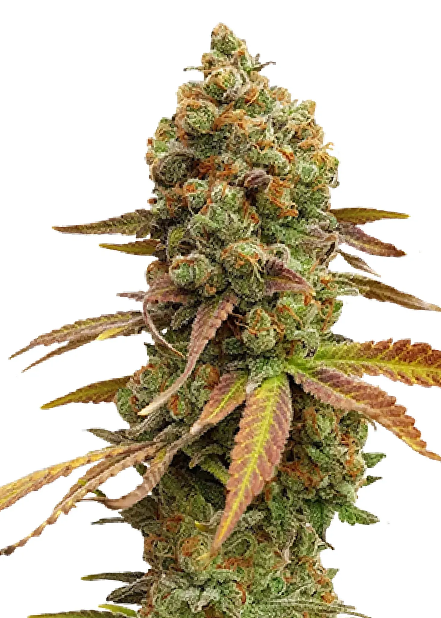 Royal Queen Seeds Special Queen #1 1 Samen