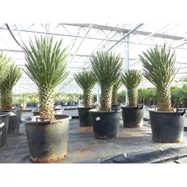 grünwaren Yucca Filifera, 100 cm, Stamm 30 - 40 cm Tambasi Yucca, winterhart -13 Grad