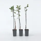 Plant in a Box - Apfelbäume - 3 Stk - Malus - Höhe 60-70cm - Topf 9cm