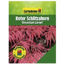 Gartenkrone Roter Schlitzahorn, Acer palmatum »Dissectum Garnet«, Blätter: grün