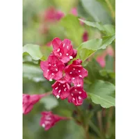 Pflanzen Für Dich Weigela 'Red Prince', Weigelie, leuchtend rot,