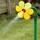 Neustanlo Rasensprinkler Tanzende Blume 1er Pack