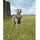 LIONTO Hundegeschirr Schwarz XL